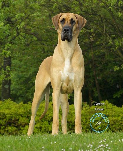 Great Dane 9T088D-011.JPG